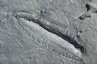 Самый древний обед на Земле: этой еде 500 миллионов лет