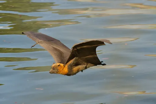 Сероголовые летучие лисицы (Pteropus poliocephalus). Вид летучих мышей переносчиков вируса Нипах. Сероголовые летучие лисицы (Pteropus poliocephalus). Вид летучих мышей переносчиков вируса Нипах.