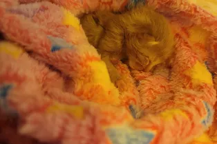 Котенок выжил в торнадо в первый день жизни