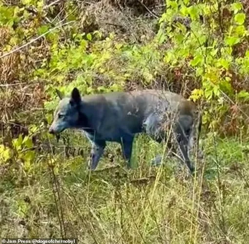 синяя собака в Чернобыле синяя собака в Чернобыле