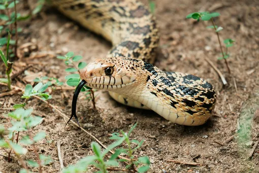 Как передвигаются змеи, если у них нет ни рук, ни ног?