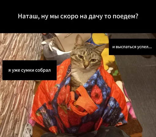 Кот