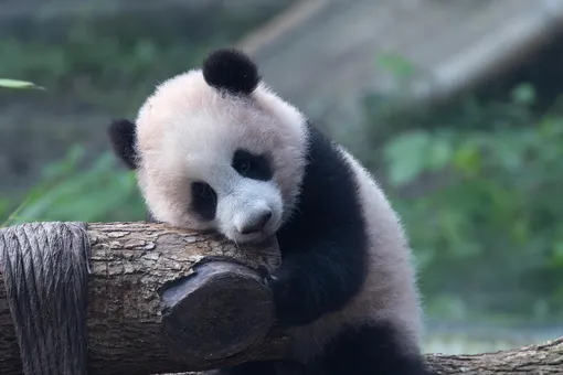 Панда Панда