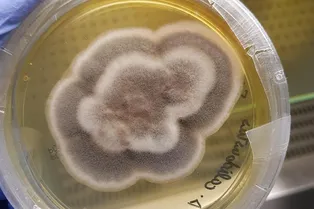 Найдены грибы, способны выжить на Марсе и даже в космосе