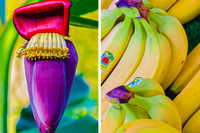 Как выглядят популярные продукты, пока не попадут на полки супермаркетов