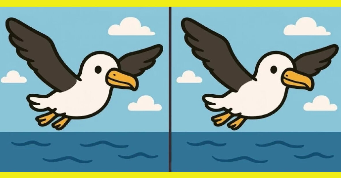 Между двумя чайками есть отличия. Сможете их найти?