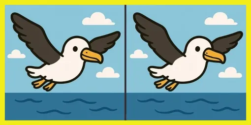 Найдите отличия между чайками Найдите отличия между чайками
