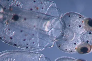 Генетики сделали кальмаров прозрачными, отредактировав их геном Генетики сделали кальмаров прозрачными, отредактировав их геном