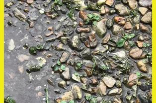 Фото-головоломка повышенного уровня сложности: сможете найти лягушку?