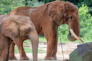 Соль как фактор выживания: почему в Африке мало крупных животных Соль как фактор выживания: почему в Африке мало крупных животных