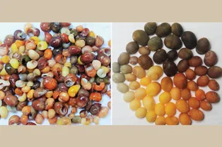 В Западной Европе нашли древнейшую мастерскую по изготовлению украшений из ракушек