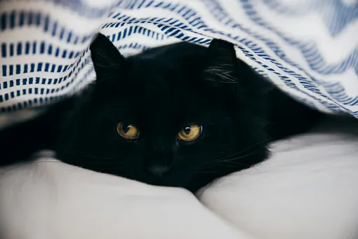 Черный кот Черный кот