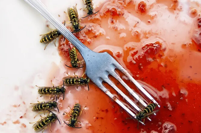 Как отвадить осу от вашего стола: небанальный, но доказанный наукой способ