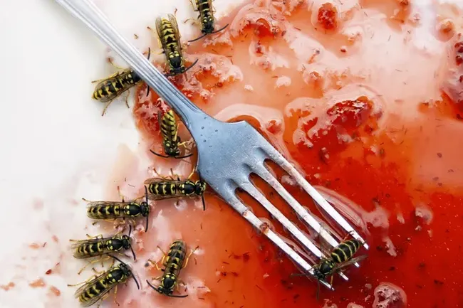 Как отвадить осу от вашего стола: небанальный, но доказанный наукой способ