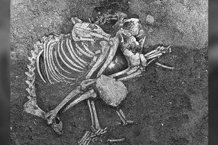 Археологи: 2500 лет назад жители Болгарии ели собачье мясо на пирах и в качестве деликатеса