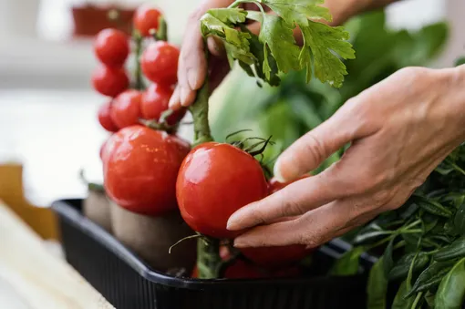 опасны ли нитраты в продуктах опасны ли нитраты в продуктах