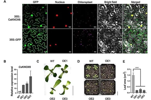 Функциональная валидация CsKNOX6