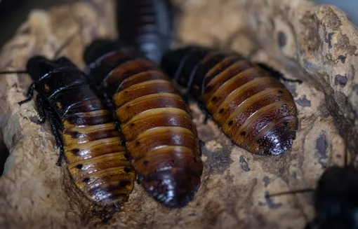 мадагаскарские тараканы мадагаскарские тараканы