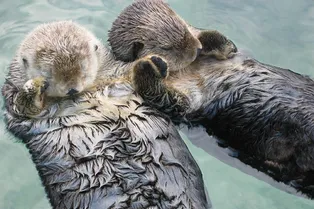 Милейший инстинкт самосохранения: почему выдры держат друг друга за лапки, когда спят