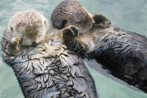 Милейший инстинкт самосохранения: почему выдры держат друг друга за лапки, когда спят