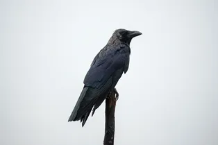 Вы были правы! Вороны действительно злопамятны и даже обсуждают людей