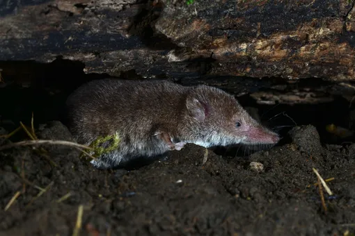 Землеройка Землеройка