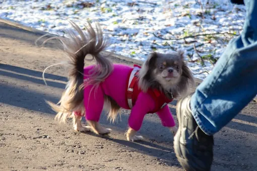 собака на улице собака на улице