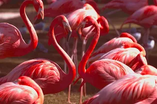 Загадочный фламинго: почему эти птицы такие розовые? Загадочный фламинго: почему эти птицы такие розовые?