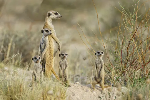 семья сурикатов, клан, животные семья сурикатов, клан, животные