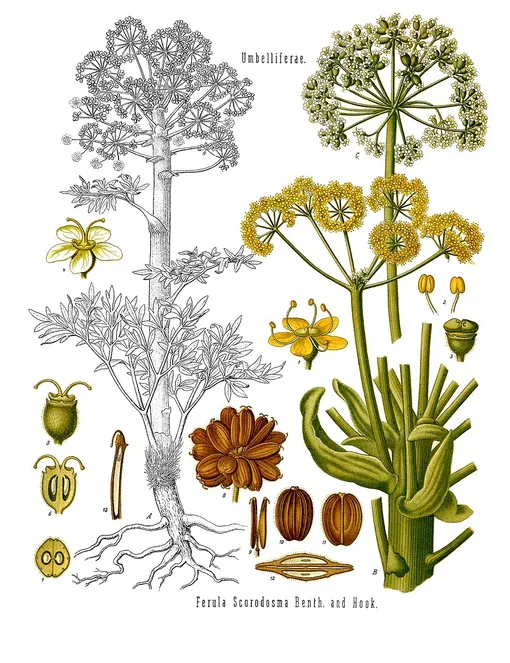 На иллюстрации асафетида, очень похожее на сильфий растение сильфий сильфион растение фото