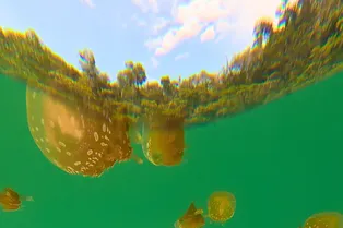 Почему медузы в озере Мисоол не жалят