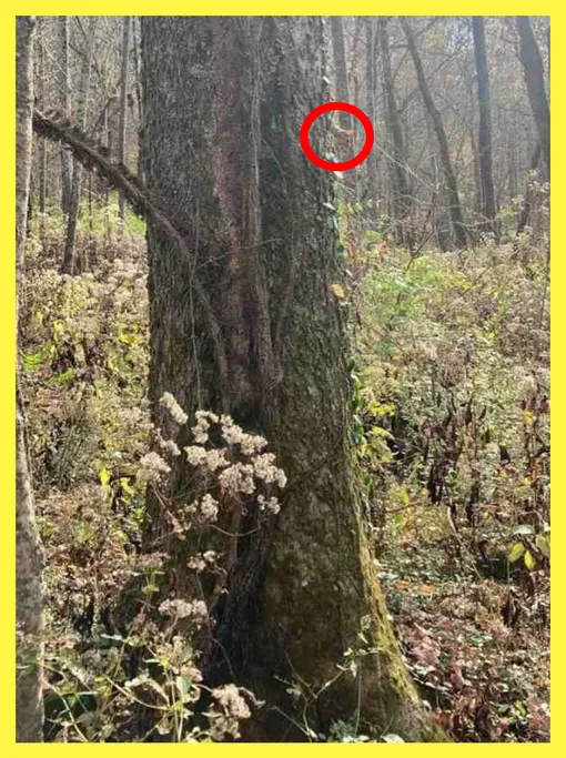 Ответ Ответ