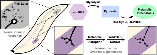 Схема исследования.