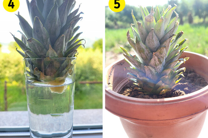 5 продуктов из магазина, которые можно вырастить дома