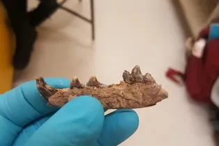 Навыки выживания: почему древние люди на самом деле не боялись ледниковых периодов Навыки выживания: почему древние люди на самом деле не боялись ледниковых периодов