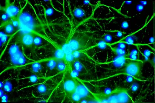 Найден новый процесс восстановления взрослого мозга после повреждений Найден новый процесс восстановления взрослого мозга после повреждений
