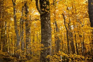 Почему осенние листья пахнут так приятно