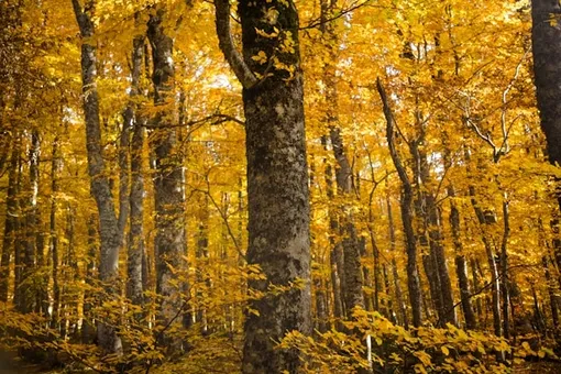 Почему осенние листья пахнут так приятно Почему осенние листья пахнут так приятно