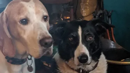 Собака и ее семья