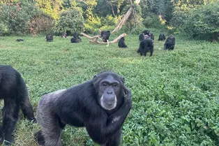 Исследование: шимпанзе умеют менять мнение, когда факты говорят обратное