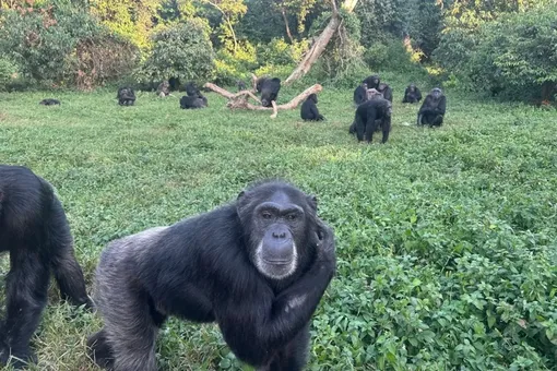 Исследование: шимпанзе умеют менять мнение, когда факты говорят обратное