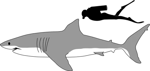 Размер большой белой акулы относительно человека