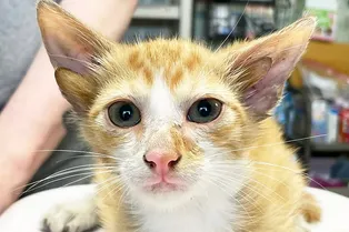 Спасатели нашли котенка с четырьмя ушами Спасатели нашли котенка с четырьмя ушами