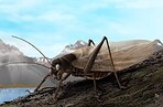 Ученые воссоздали «песню» давно потерянного насекомого, чтобы найти его снова