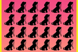 Картинка-головоломка для самых зорких: сможете найти уникальную собаку?