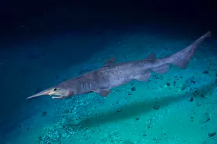 Редкую 800-килограммовую акулу-гоблина, беременную 6 детенышами, выловили в Тайване Редкую 800-килограммовую акулу-гоблина, беременную 6 детенышами, выловили в Тайване