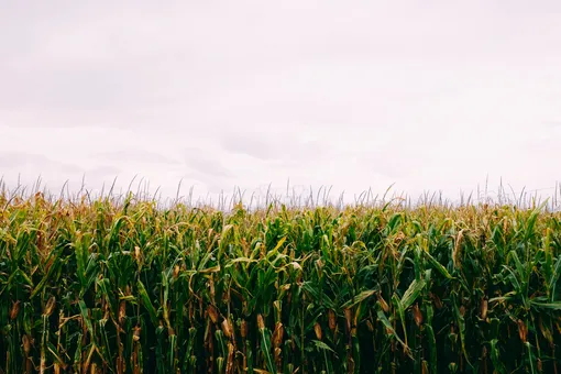поле, кукуруза, растение поле, кукуруза, растение