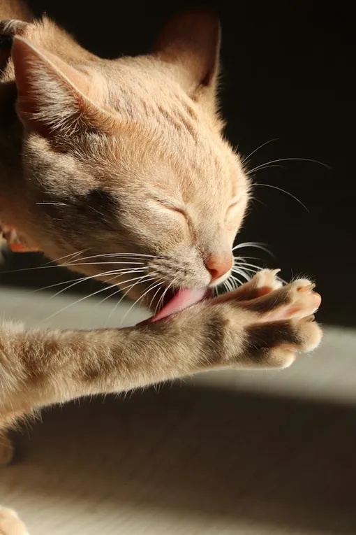 кошка вылизывается кошка вылизывается