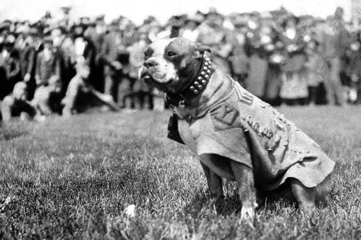 Хвостатый сержант: история Стабби, пса-героя Первой мировой войны