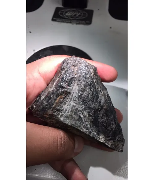 Окаменелый череп Tyrannoroter heberti. Окаменелый череп Tyrannoroter heberti.